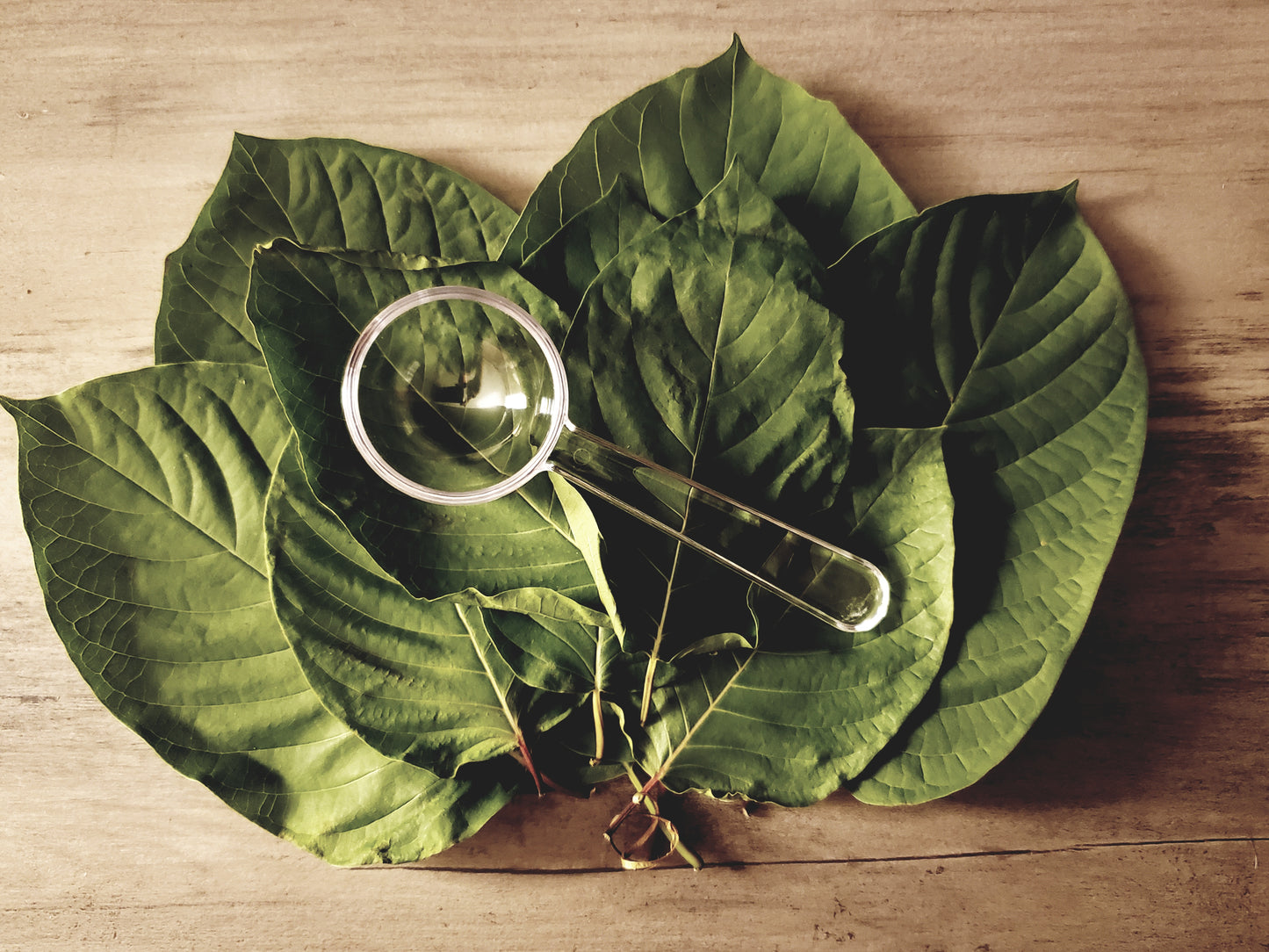 Texas Herbs and Botanicals | Clear Measuring Spoon